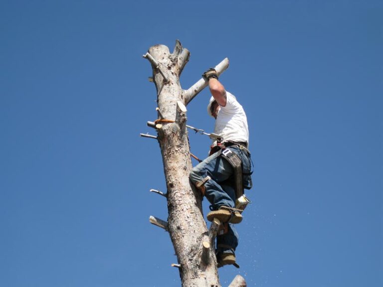 Tree Removals Done Right The Cutting Edge Tree Service Landscaping